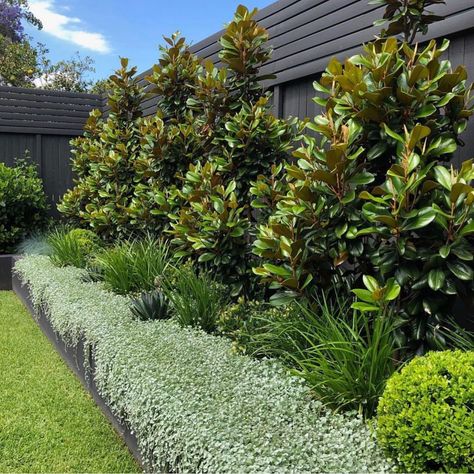 Beautiful layers Magnolia Teddy Bear, Lomandra Lime Tuff, Dichondra Silver Falls with Agave Blue Glow popping! Designed by… Lomandra Lime Tuff, Dichondra Silver Falls, Agave Blue Glow, Australian Garden Design, Australian Native Garden, Contemporary Garden Design, Pool Landscape Design, Front Garden Design, Silver Falls