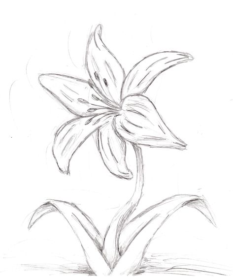 Desenhos Coquette, Summer Sketches, Doodles Simple, Drawings Of Flowers, Carcase Iphone, Orchid Drawing, Tulip Drawing, Lilies Drawing, Flower Art Drawing