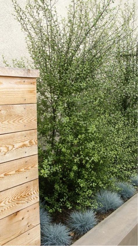 Pittosporum 'ivory sheen' Pittosporum Silver Sheen, Front Yard Decor, Privacy Landscaping, Garden Idea, Landscaping With Rocks, Landscaping Plants, Modern Landscaping, Raised Garden Beds, Raised Garden