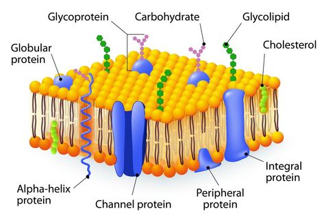 Cell membrane Cell Membrane Structure, Membran Sel, Cell Diagram, Cells Project, Membrane Structure, Plasma Membrane, Cell Model, Septum Piercings, Animal Cell