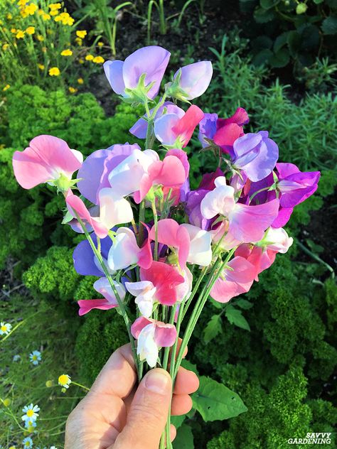 Shooting Star Flower, Sweet Peas Aesthetic, Sweet Flowers, Sweetpea Bouquet, Sweet Pea Flowers Aesthetic, Sweetpea Flower, Sweet Peas Flowers, Sweet Pea Flower, Sweet Peas