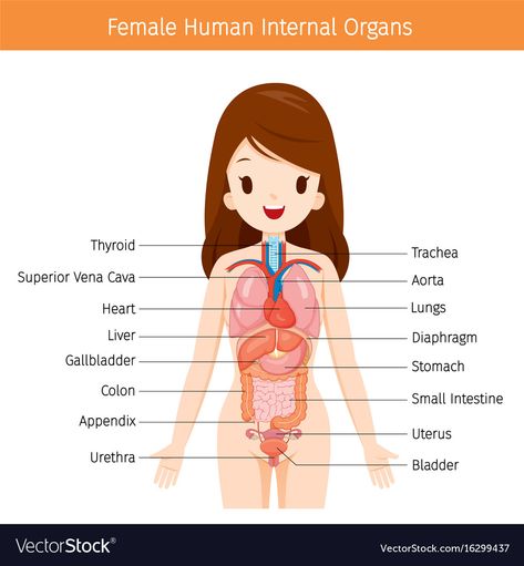 Internal Organs Diagram, Female Human Anatomy, Human Organ Diagram, Body Organs Diagram, Body Anatomy Organs, Human Anatomy Picture, Human Anatomy Chart, Human Body Diagram, Human Anatomy Female