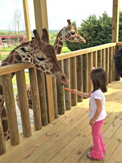 Zoo Tickets, Zoo Pictures, Zoo Toys, Kids Zoo, Zoo Babies, In The Zoo, List Of Animals, Family Vacation Destinations, Wildlife Park