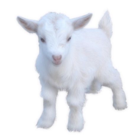 White goat polyvore moodboard filler White Goat Aesthetic, Png Icons Aesthetic, Goat Aesthetic, Goat Icon, Soft Moodboard, Icon White Background, Vintage Kidcore, Goat Png, Taylor Swift Performing