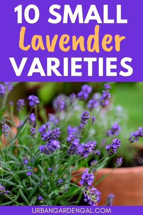 Small lavender plants are ideal for planting in containers, window flower boxes and small garden beds. Here are 10 beautiful small lavender varieties for your flower garden Window Flower Boxes, Planting In Containers, Lavender Plant Care, Plant Lavender, Plant Stand With Wheels, Potted Lavender, Lavender Varieties, Lavender Plants, Dark Purple Flowers