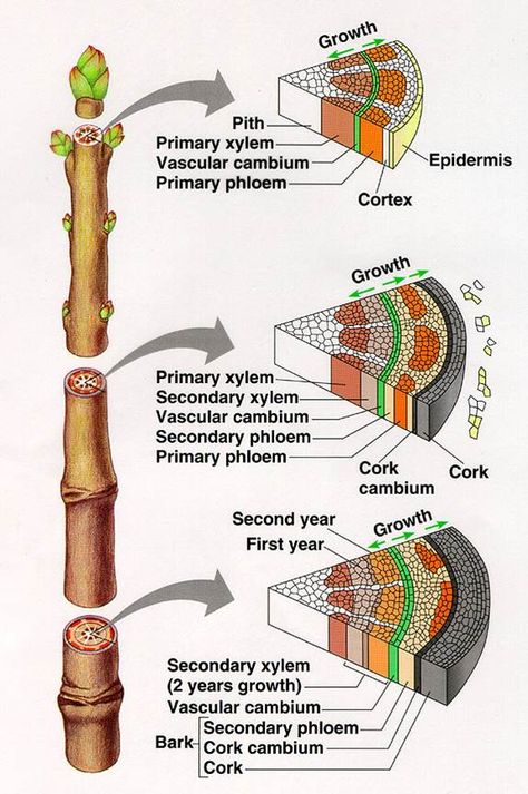 Basic Biology, Teaching Plants, Biology Plants, Science Infographics, Plant Physiology, Study Biology, Plant Study, Tree Identification, Tree Study