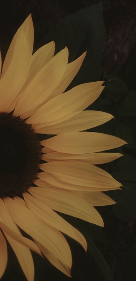 Sunflower Wallpaper Aesthetic Laptop, Rustic Sunflower Wallpaper, Sunflower And Daisy Wallpaper, Iphone Obsession Wallpaper, Sunflower Wallpaper Aesthetic Iphone, Wallpaper Sunflower Vintage, Sunflower Dark Aesthetic, Simple Sunflower Wallpaper, Sunflower Lockscreen Iphone Wallpapers