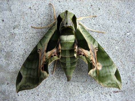 Pandorus Sphinx Moth (Insects of Ohio) · iNaturalist Moth Photo, Giant Moth, Sphinx Moth, Moth Fly, Moth Species, Butterfly Species, Moth Caterpillar, Moth Art, Hawk Moth