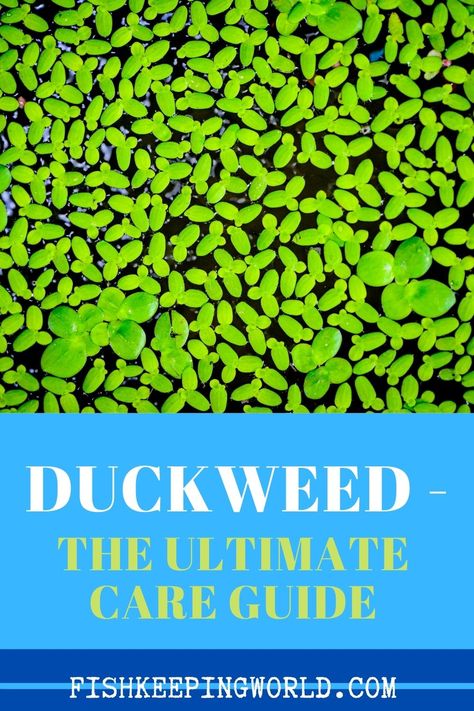 Duckweed is a very useful aquarium or pond plant to grow. You can grow duckweed for chickens, as decor for your aquarium, or as a tasty treat for certain aquarium fish. Fish Keeping World want to teach you how to grow this interesting plant and have put together an ultimate guide for you to use. Have a look here and give it a go! #duckweed #duckweedgrowing #duckweedinaquarium #howtogrowduckweed How To Grow Duckweed, Azolla Farming, Duckweed Aquarium, Duckweed Pond, Growing Duckweed, Water Farming, Guppy Tank, Growing Rice, Tanaman Air