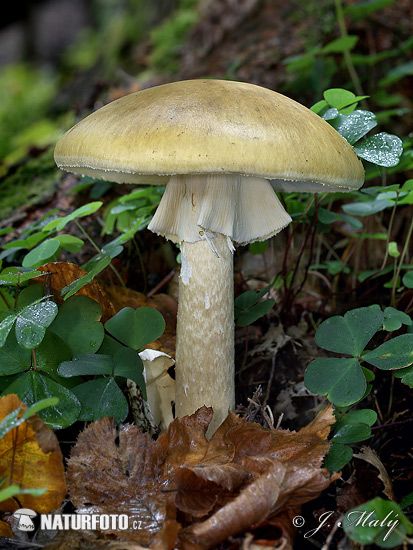 Mushroom Photos, Amanita Phalloides, Poisonous Mushrooms, Mushroom Images, Lichen Moss, Mushroom Pictures, Mushroom Drawing, Wildlife Pictures, Stuffed Mushroom Caps