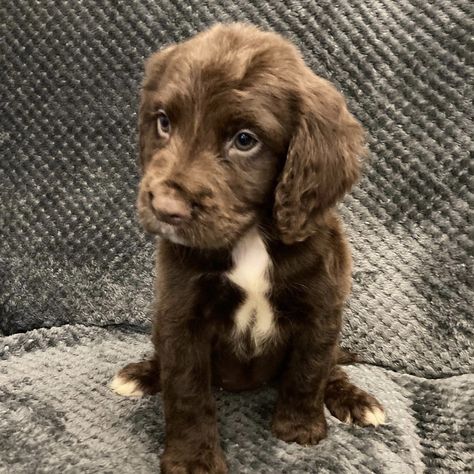 Sprocker Spaniel Puppy, Sprocker Spaniel Puppies, Sprocker Spaniel, Big Dogs Breeds, Biggest Dog In The World, Labrador Noir, Biggest Dog, Brown Puppy, Brown Puppies