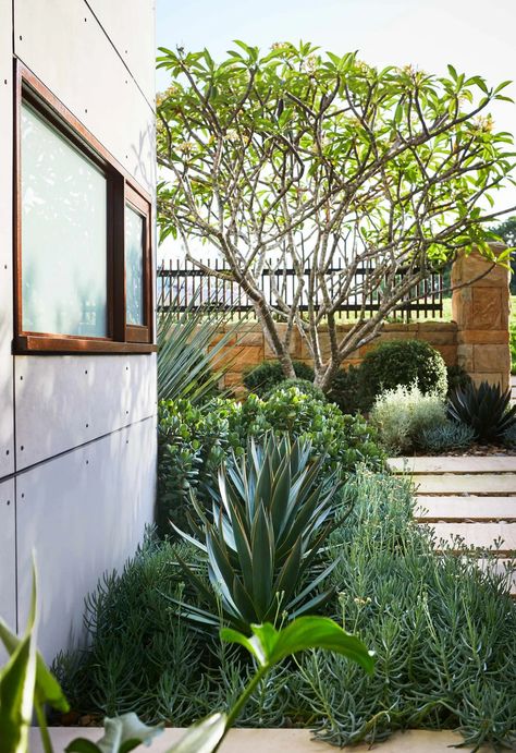 A headland garden with hardy succulents and low-maintenance plants Hardy Succulents, Summer Flowering Bulbs, Homes To Love, Front Garden Design, Australian Garden, Coastal Gardens, Mediterranean Garden, Low Maintenance Plants, Garden Landscape Design