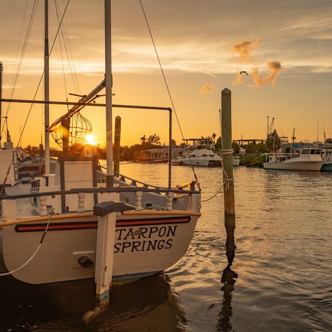 Tarpon Springs Sponge Docks, Tarpon Springs Florida, Greek City, Greek Wine, Splash Park, Natural Sponge, Springs Florida, Greek Orthodox Church, Greek Restaurants