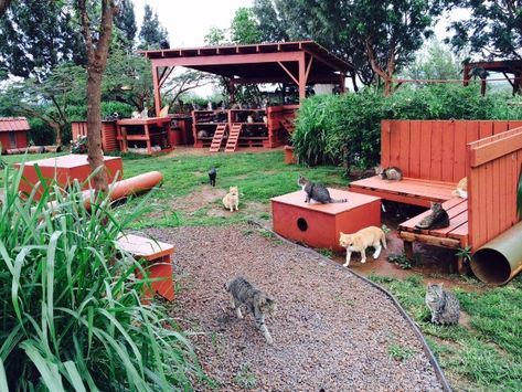 Lanai-Cat-Sanctuary-2 Cat Park, Animal Enclosures, Animal Rescue Center, Outdoor Cat Enclosure, Feral Cat, Puppy House, Farm Sanctuary, Cat Sanctuary, Cat Enclosure