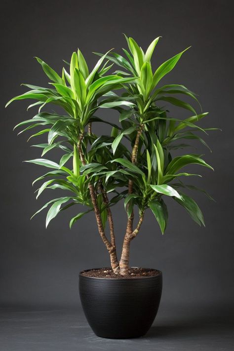 Dracaena is a striking and low-maintenance addition to any home! 🌿🏡 With its tall, graceful stems and vibrant foliage, this plant is a delightful blend of elegance and resilience. Quick to adapt to various light conditions and bursting with air-purifying benefits, Dracaena is perfect for adding a touch of greenery to your indoor space. Embrace the beauty and ease of this versatile houseplant today! 🌱✨ #Dracaena #IndoorPlants #EasyCare #AirPurifying #GreenHome #PlantLover Indoor Plants For Low Light, Plants For Low Light, Houseplant Decor, Houseplants Decor, Plant Vegetables, Tall Indoor Plants, Houseplants Low Light, Architectural Plants, Dracaena Plant