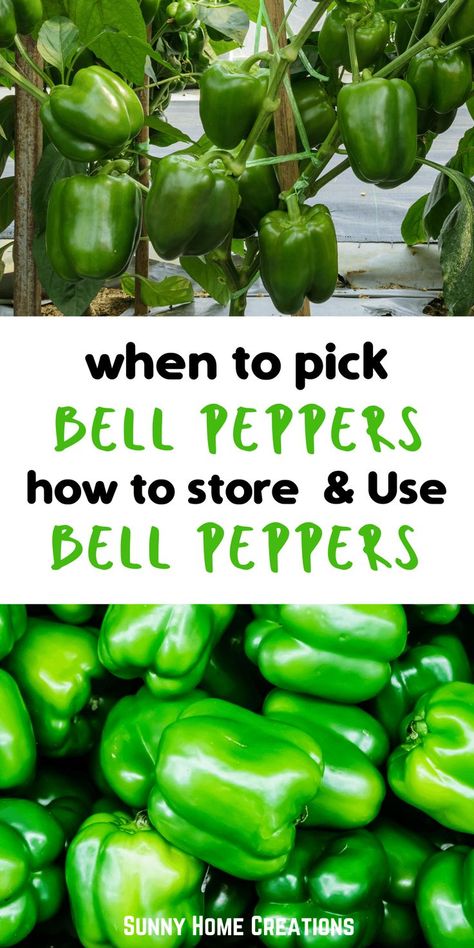 When To Harvest Bell Peppers, What To Do With Lots Of Green Peppers, What To Do With Garden Peppers, Storing Peppers, Green Bell Pepper Recipes, Canning Bell Peppers, Garden Peppers, Green Pepper Recipes, Family Homestead