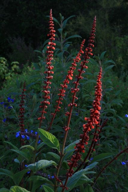 Salvia Confertiflora, San Marino California, Heat Tolerant Plants, Trellis Fence, Arbors Trellis, Fence Doors, Dry Garden, Sun Photo, Water Gardens