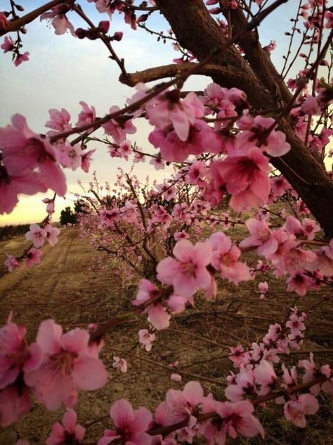 White Peach trees at Schneph Farms - Queen Creek, AZ Growing Citrus, Peach Trees, Sonoran Desert, Peach Blossoms, Vacation Spots, Arizona, Floral Wreath, Blossom, Wedding Inspiration