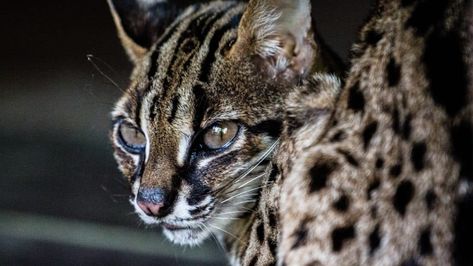 Wild Cat Series: Sunda Leopard Cat - Borneo Nature Foundation Marbled Cat, Bay Cat, Clouded Leopard, Leopard Cat, Forest Fire, Domestic Cat, Long Legs, Wild Cats, Animals Wild