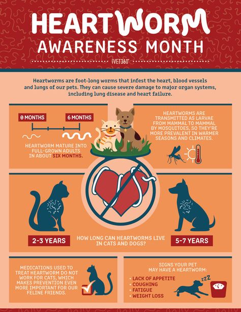 Heartworm Awareness Month Infographic Veterinary Marketing Ideas, Heartworm Awareness Month, Heart Worms In Dogs, Vet Study, Vet Infographics, Veterinary Art, Vet Notes, Cardiac Alert Service Dog, Vet Nursing