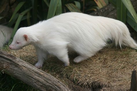 Albino Skunk/25 All-White Animals | Bored Panda Melanistic Animals, Rare Albino Animals, Albino Animals, Unusual Animals, Rare Animals, Amazing Animals, Animal Photo, Beautiful Creatures, Animal Kingdom