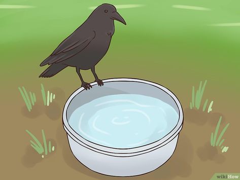 What To Feed Crows, Attract Crows, Crow Meaning, Crow Facts, Crow Spirit Animal, Group Of Crows, Backyard Birds Watching, Backyard Birds Sanctuary, Birdhouses Bird Feeders