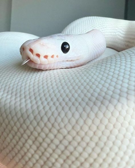 White Ball Python, Snake Photos, Pretty Snakes, Pet Ball, Colorful Snakes, Reptile Room, Snake Lovers, Cute Reptiles, Cute Snake