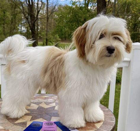 Havanese Puppy Haircut, Havanese Dogs Haircuts, Havanese Dogs Full Grown, Dogs Full Grown, Shih Poo Puppies, Puppy Haircut, Dogs Pictures, Puppy Cut, Dog Haircuts