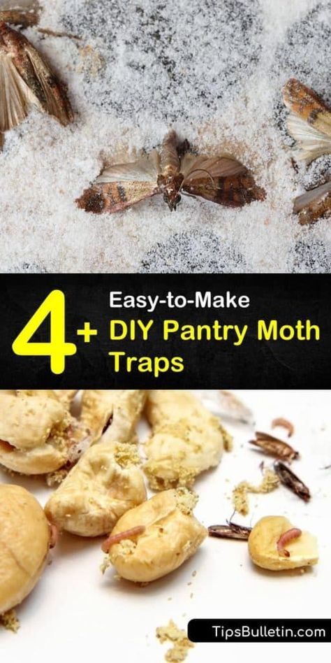 4+ Easy-to-Make DIY Pantry Moth Traps Getting Rid Of Moths, Pantry Moths, Diy Household Cleaners, Indian Meal, Homemade Pantry, Pantry Shelves, Cleaning Painted Walls, Diy Pantry, Cleaning Ideas