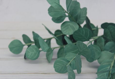 Diy Paper Eucalyptus Leaves, Paper Leaves Diy, Paper Eucalyptus, Paint Clay, Leaves Diy, Branches Diy, Diy Paper Flowers, Craft Flowers, Eucalyptus Branches