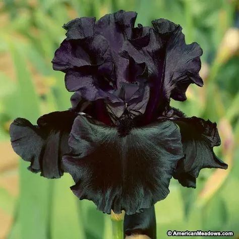 Black Bearded Iris Black is Black, Iris germanica, Bearded Iris or German Iris - http://www.americanmeadows.com/perennials/iris/bearded-iris/black-is-black-beard-iris