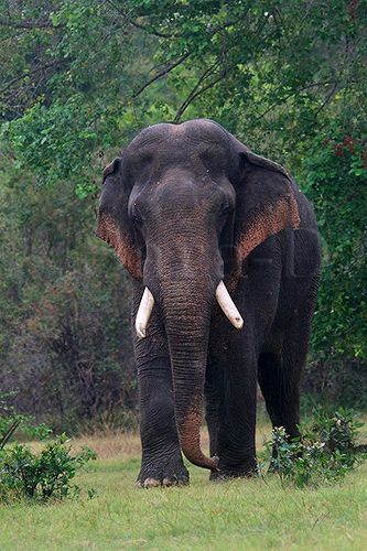 Majestic | Flickr - Photo Sharing! Sri Lankan Elephant, Drawing Elephant, Elephant Habitat, African Forest Elephant, Indian Animals, Elephant Photography, Elephant Wallpaper, Wild Animal Wallpaper, Wild Animals Photography