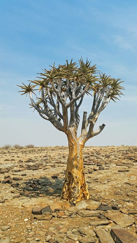 quiver tree, africa, namibia, landscape, heiss, nature, tree, stone desert | Pikist Quiver Tree, Africa Do Sul, Quiver, Nature Tree, Free Photos, South Africa, Trees, Stone, Plants