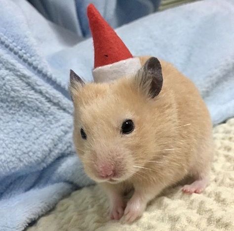 Hamster Christmas, Christmas Hamster, Dream Pet, Cute Hamsters, Ready For Christmas, Christmas Photoshoot, Cute Stuffed Animals, Preppy Outfit, Hamsters