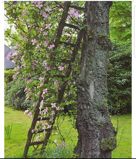 Garden Ladder Ideas, Indoor Vines, Ladder Ideas, Garden Ladder, Homemade Garden Decorations, Old Ladder, Garden Obelisk, Upcycle Garden, Garden Decor Ideas