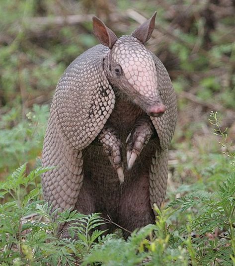 45 Cute and Beautiful Armadillo Pictures - Tail and Fur Armadillo Art, Basic Facts, Wild Creatures, Animal Pics, Animal Totems, Sea Animals, Animals Friends, Spirit Animal, Small Pets