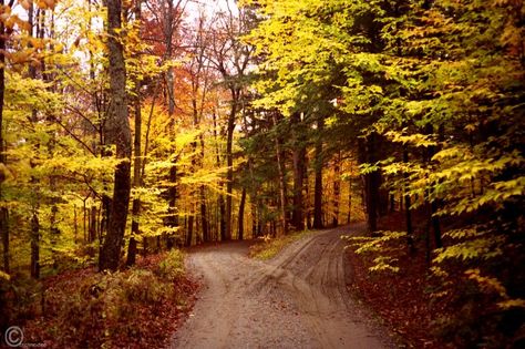 A Poem: The Road Not Taken Two Roads Diverged, Robert Frost Poems, Thinking Strategies, Fork In The Road, The Road Not Taken, Yellow Wood, Robert Frost, Winding Road, Cheshire Cat