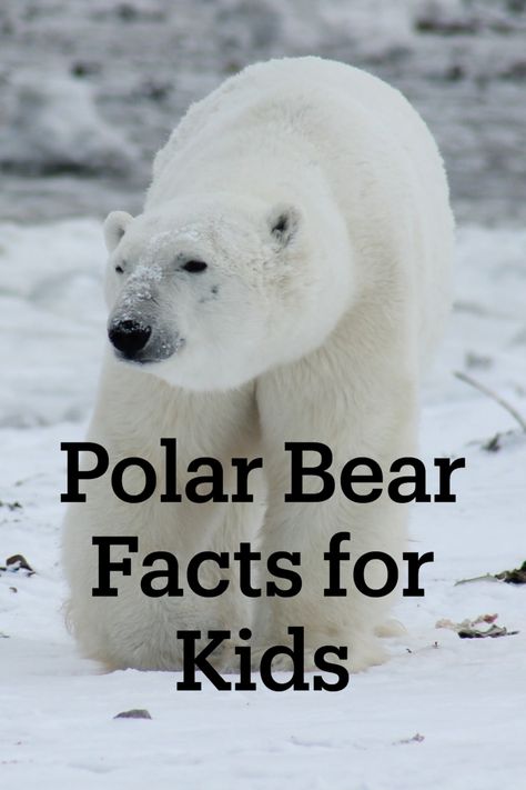 Hey kids! Do you want to learn all about polar bears? Do you want to learn about arctic animals? Check out these easy to read printable polar bear facts for kids! Polar Bear Craft Preschool, Bear Facts For Kids, Polar Bears Preschool, Bear Crafts Preschool, Polar Bear Unit, Polar Bears Activities, Polar Bear Facts, Bear Facts, Bears Preschool