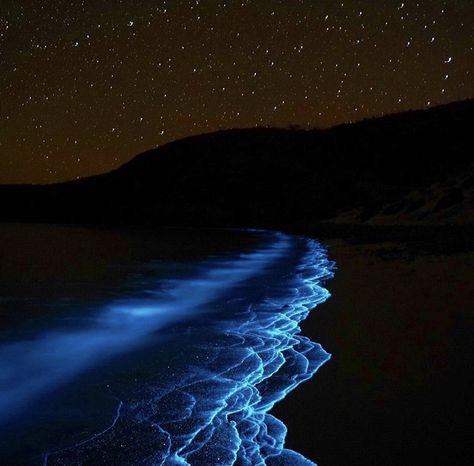 Some marine dinoflagellates produce natural light when disturbed.  This blue light is called bioluminescence.  Did you know that marine plant-plankton like these dinoflagellates remove the greenhouse gas CO2 from their environment and produce oxygen?  Well I bet you didn't know they do this on a scale that exceeds all land trees, plants and grasses combined.  Yes - save the rain-forest but dont forget about the plankton. Bioluminescent Ocean, Glowing Plankton, Bioluminiscente Beach, Bioluminescent Water, Bioluminescent Plankton, Bioluminescent Algae, Spout Pouch, Blue Bioluminescence Aesthetic, Sea Monkeys