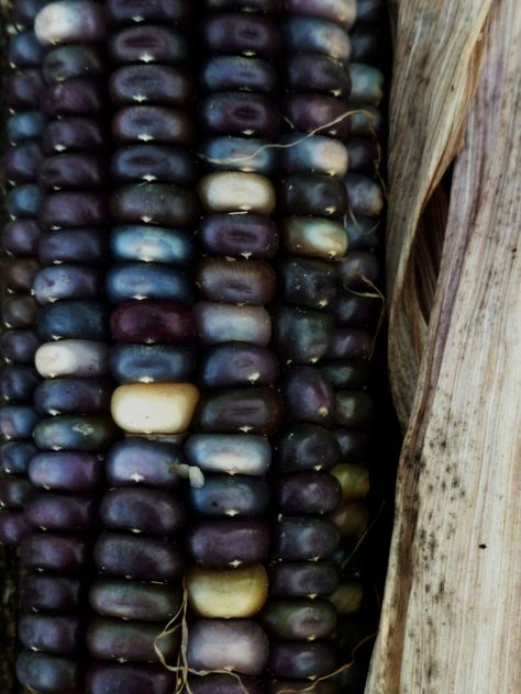 corn kernels - like little pearls - ArtPropelled Indian Corn, Corn Seed, Blue Corn, Corn On The Cob, Patterns In Nature, Color Textures, Fruits And Veggies, Fruits And Vegetables, Color Inspiration