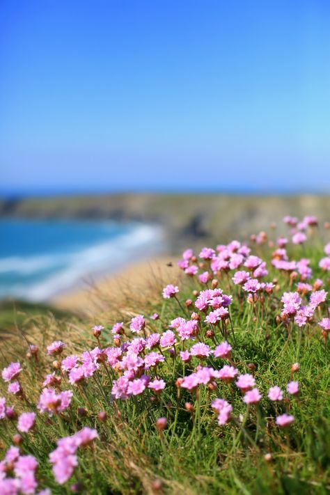 Pink sea thrift overlooking Bedruthan Steps #Cornwall #coast Pic by Rebecca Bentley Bedruthan Steps, Sea Thrift, Cornwall Coast, Tattoo Flowers, Strange Tales, Pink Sea, Sea Side, Cornwall England, Gcse Art