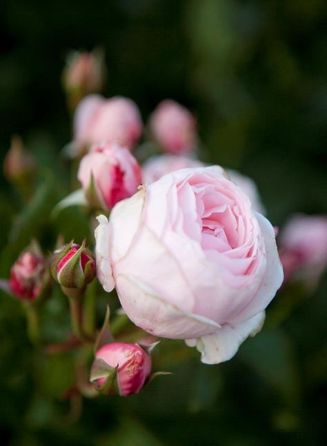 Australia Homes, Old English Roses, Cottage Garden Roses, Hampton Garden, Naturalistic Garden, Silver Plant, Heritage Rose, Best Roses, Azalea Flower