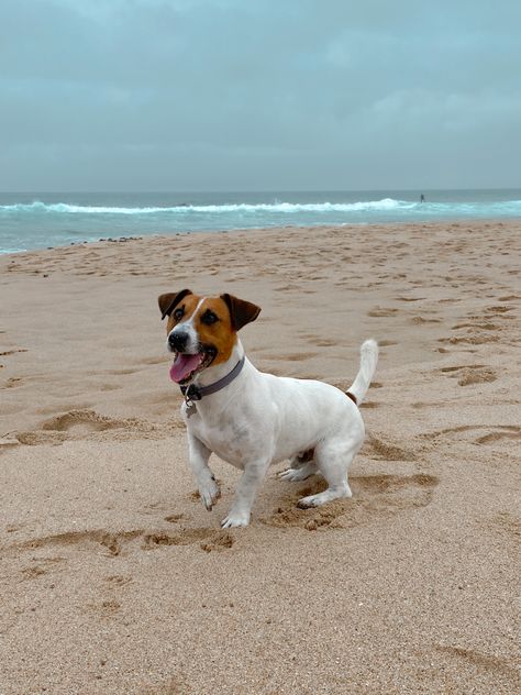 Dogs Jack Russell, Jack Russell Aesthetic, Chien Jack Russel, Jack Russell Terrier Mix Dogs, Jack Russell Terrier Photography, Dog Portraits Art, Jack Russell Dogs, Terrier Mix Dogs, Popular Dog Breeds