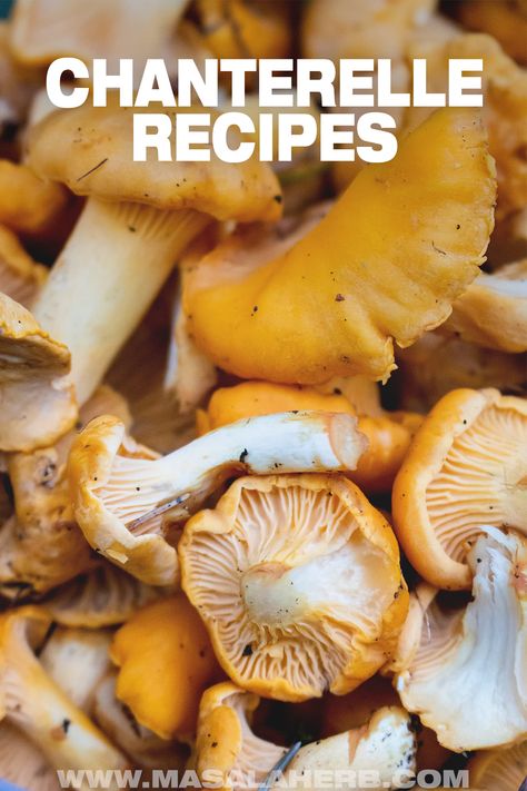 Canning Chanterelle Mushrooms, Dried Chanterelle Mushroom Recipes, Foraged Mushroom Recipes, Wild Golden Chanterelles Recipe, Wild Chanterelle Mushroom Recipes, Golden Chanterelle Recipes, Chanterelle Mushrooms Recipes, Chantrell Mushrooms Recipes, Chantrell Mushrooms