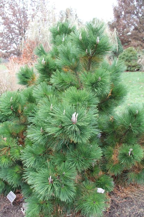 Japanese Black Pine Tree, Conifer Garden, Black Pine Tree, Japanese Black Pine, Conifers Garden, Franklin Park Conservatory, Hardiness Zones, Black Pine, Beach Gardens