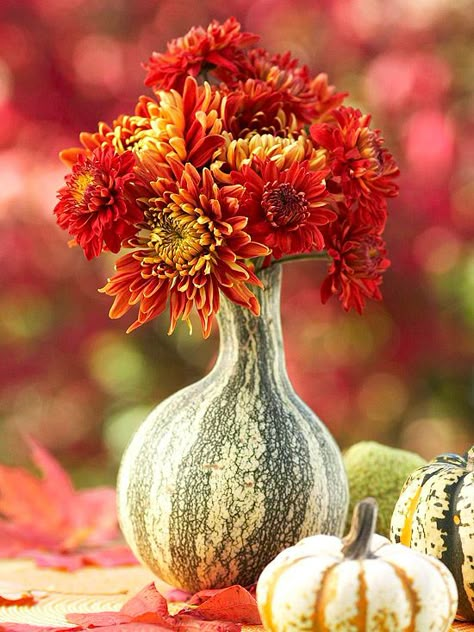 We love this fall flower vase! More ideas for decorating with gourds: http://www.bhg.com/halloween/outdoor-decorations/gourds-pumpkins-uses/?socsrc=bhgpin110212squashvase#page=25 Halloween Flower Arrangements, Pumpkins And Gourds, Gorgeous Gourds, Halloween Flowers, Fall Floral Arrangements, Deco Nature, Pumpkin Flower, Fall Table Decor, Wedding Inspiration Fall