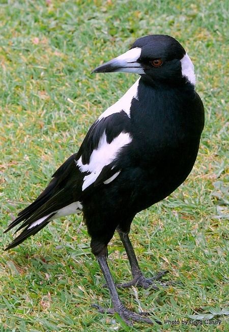 Australian Magpie, Australian Fauna, Australian Wildlife, Kinds Of Birds, Australian Birds, Australian Animals, White Bird, Exotic Birds, Bird Pictures