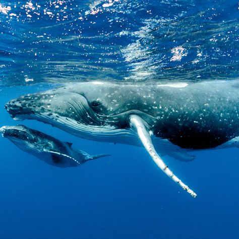 In the deep ocean waters of Hawaii, San Diego, Seattle, Boston, Los Angeles, and Alaska, something incredible is brewing. All across the United States, many species of whales begin their majestic migrations South in search of warmer waters to breed and even birth their young.🐳🐋 ⠀ ⠀ ⠀ #trip #travel #nature l #vacation #traveling #holiday #adventure #whalewatching #oceanlife #oceanvibes Seattle Hotels, Cats Photos, Life Aquatic, Incredible Creatures, Aquatic Animals, Ocean Vibes, Humpback Whale, Blue Whale, Whale Watching