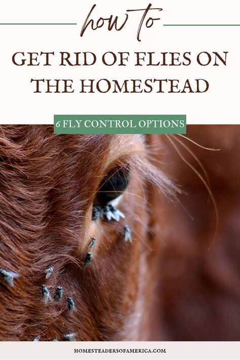 Control Homemade Fly Spray, Plants That Repel Flies, Bot Fly, Homesteading Animals, Get Rid Of Flies, Fly Control, Fly Spray, Improve Nutrition, Homesteading Skills