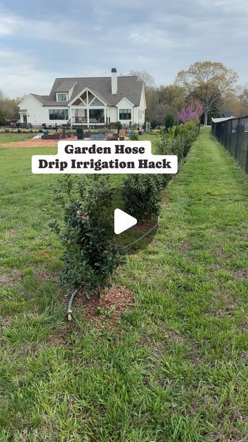 Julie | Farmhouse On Waters on Instagram: "I’m loving this hack! It will definitely save us so much time watering these new shrubs in our backyard. We didn’t want to water by hand or use a soaker hose or a sprinkler and water all the grass around the shrubs. That’s why we decided to use what we had which was an old garden hose and make our own drip irrigation. We used 2 gallon an hour emitters on each shrub and a water pressure reducer regulator so the drip emitters would stay in place. We also installed a shut off valve for the end of the hose. I’ve linked all the items in my Amazon storefront which is linked in my bio. Let me know if you have any questions. 

#gardenhack #gardenhacks #gardeninghacks #irrigation #watering #backyardlandscape #landscaping #dripirrigation #diybackyard #reduc Garden Watering Hacks, Drip Lines For Garden, Garden Sprinkler Ideas, Garden Irrigation Ideas, Garden Irrigation Ideas Diy, Watering Garden Ideas, Drip Irrigation System Design, Soaker Hose Irrigation, Veggie Storage